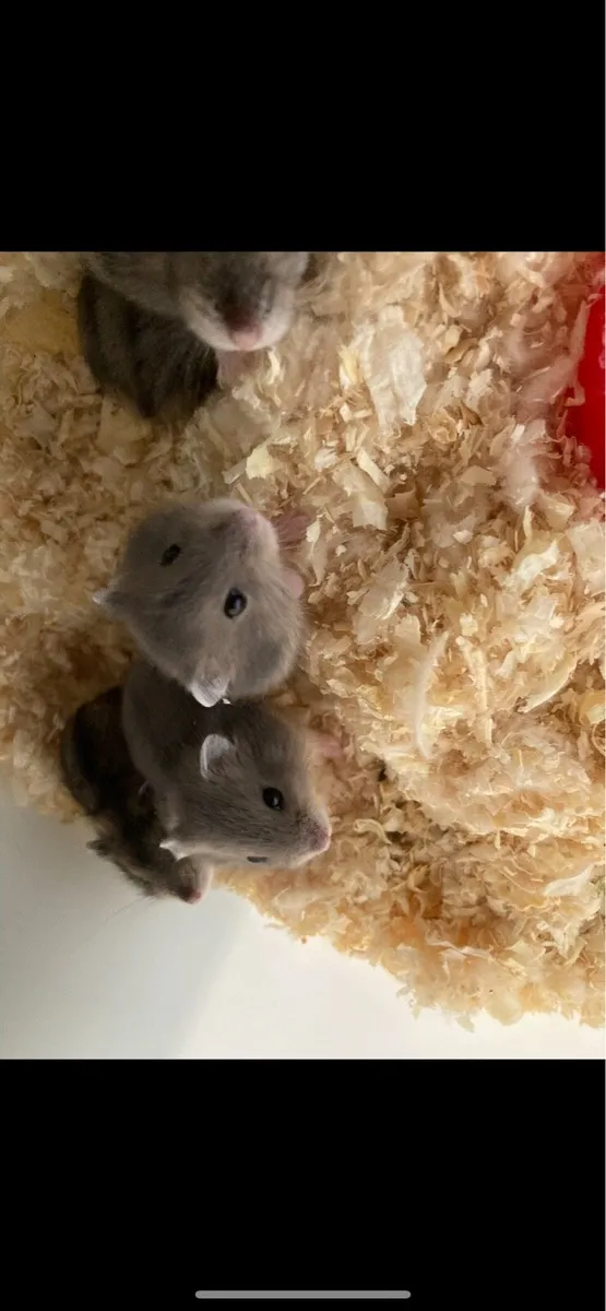 Miniature hamsters - Image 2