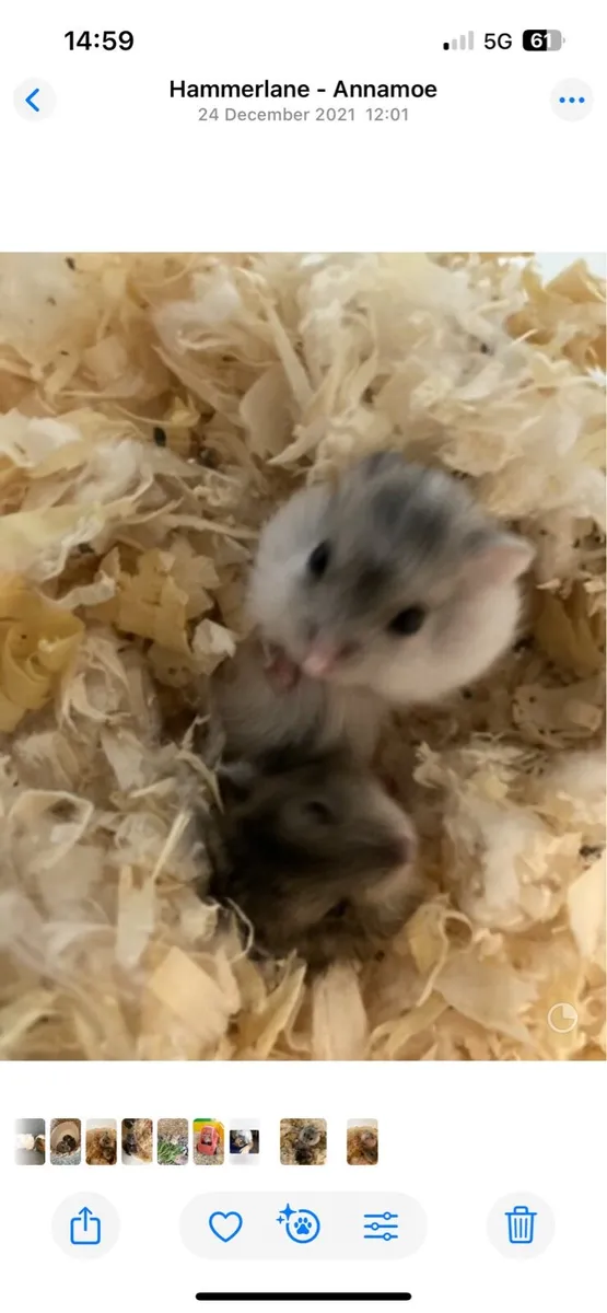 Miniature hamsters - Image 3