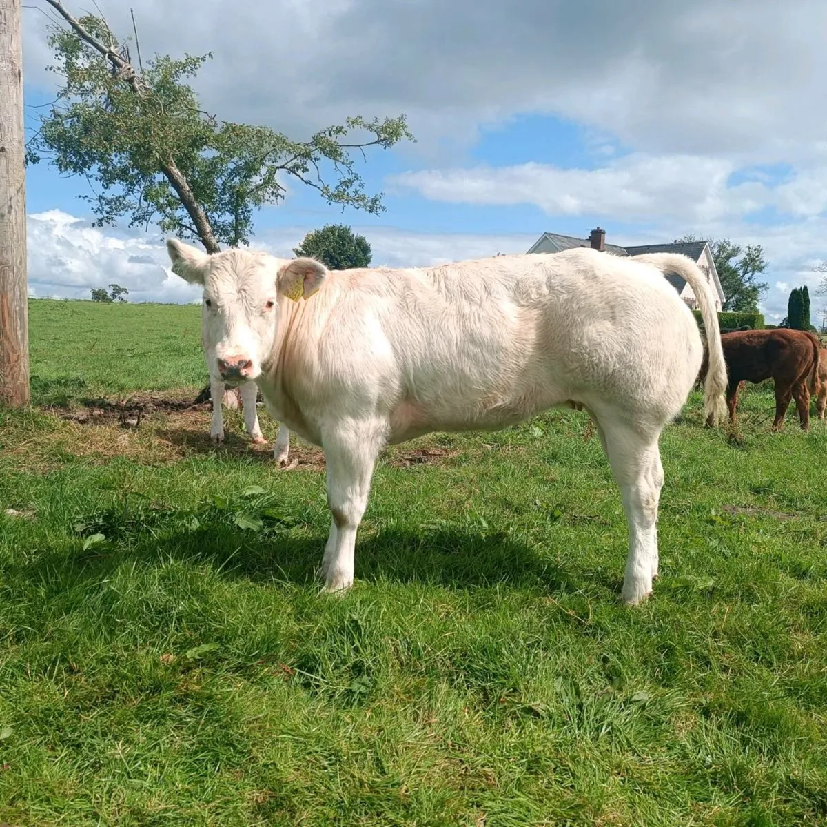 4 Full white bbx heifers. - Image 1