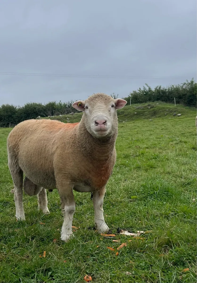 Dorset ram - Image 1