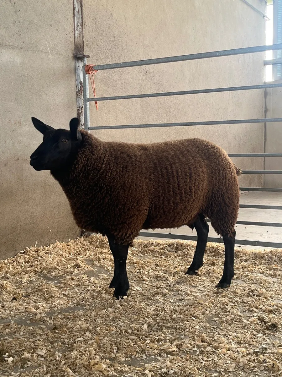 Zwartble X Texel Ewe lambs - Image 1
