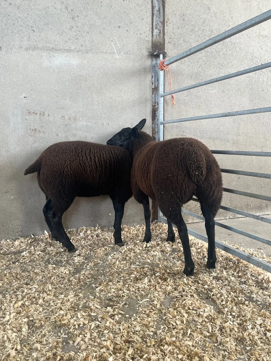 Zwartble X Texel Ewe lambs - Image 2