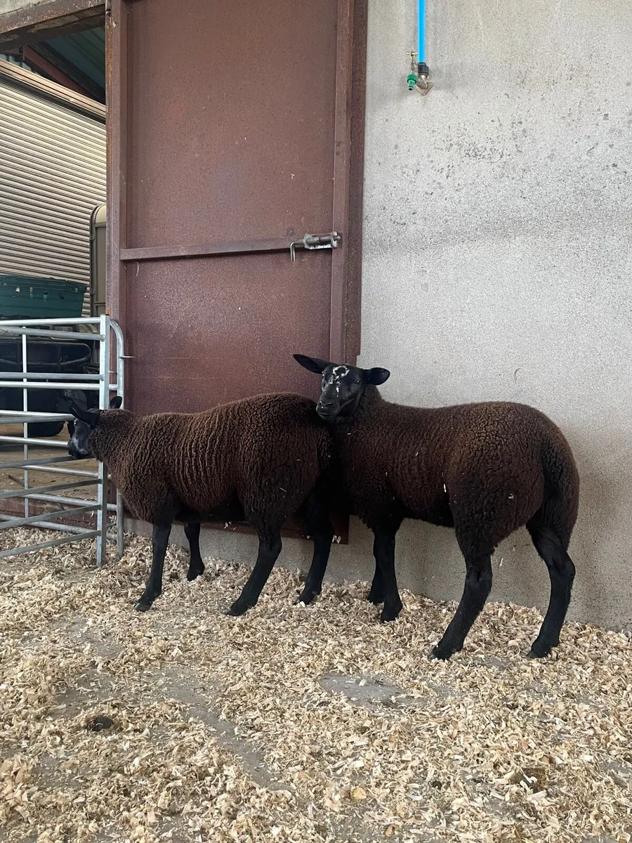 Zwartble X Texel Ewe lambs - Image 3