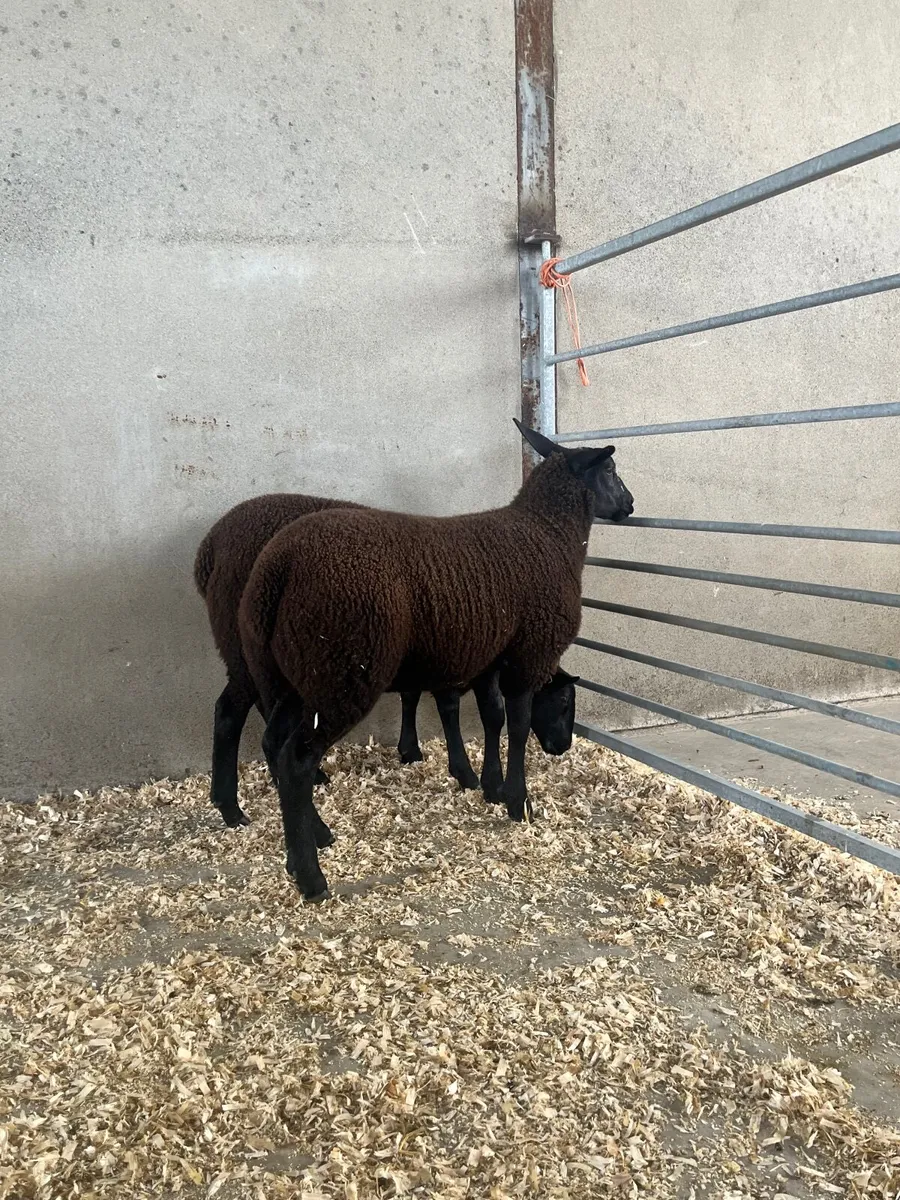 Zwartble X Texel Ewe lambs - Image 4