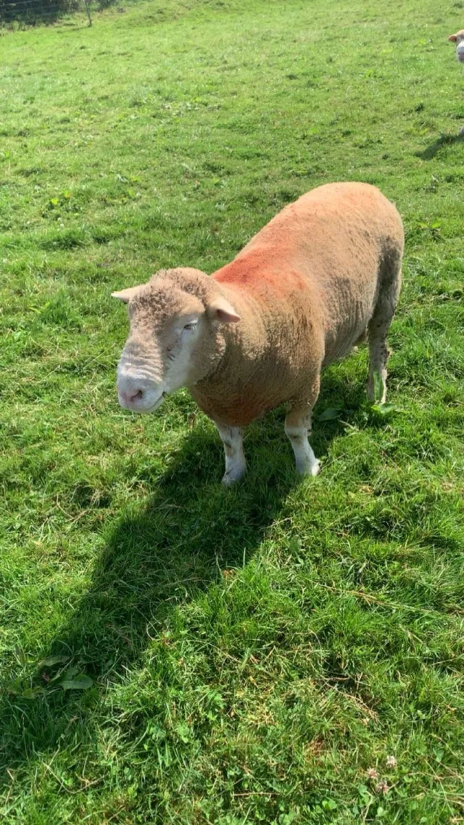 Dorset ram - Image 3