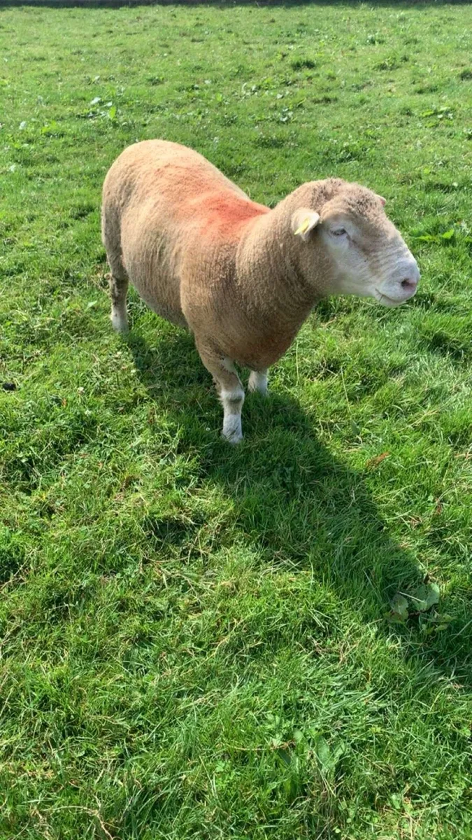 Dorset ram - Image 4