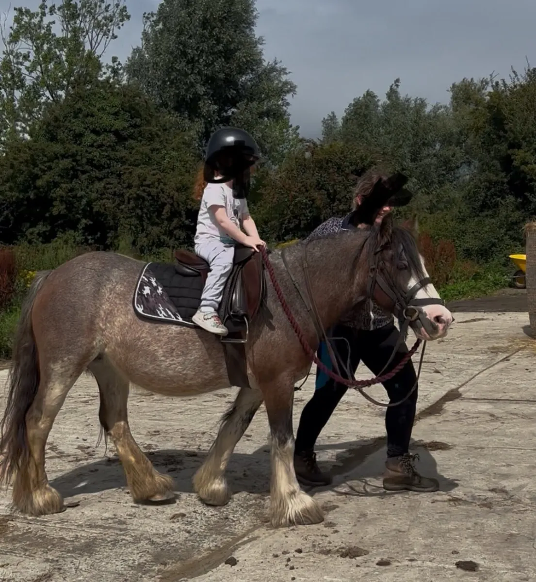 Beautiful Blagdon Cob – 12.2hh, 4yo Mare - Image 1