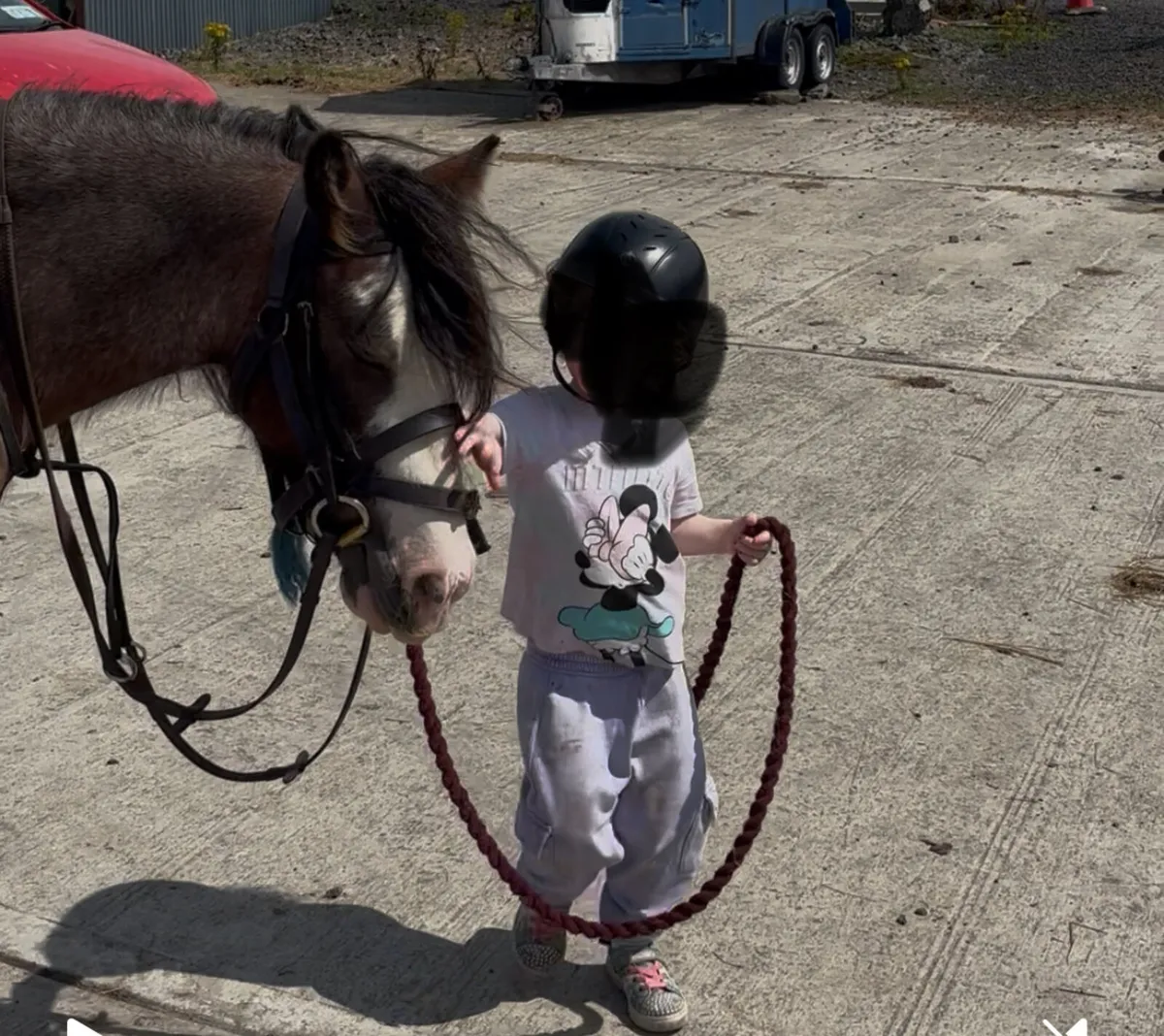 Beautiful Blagdon Cob – 12.2hh, 4yo Mare - Image 2