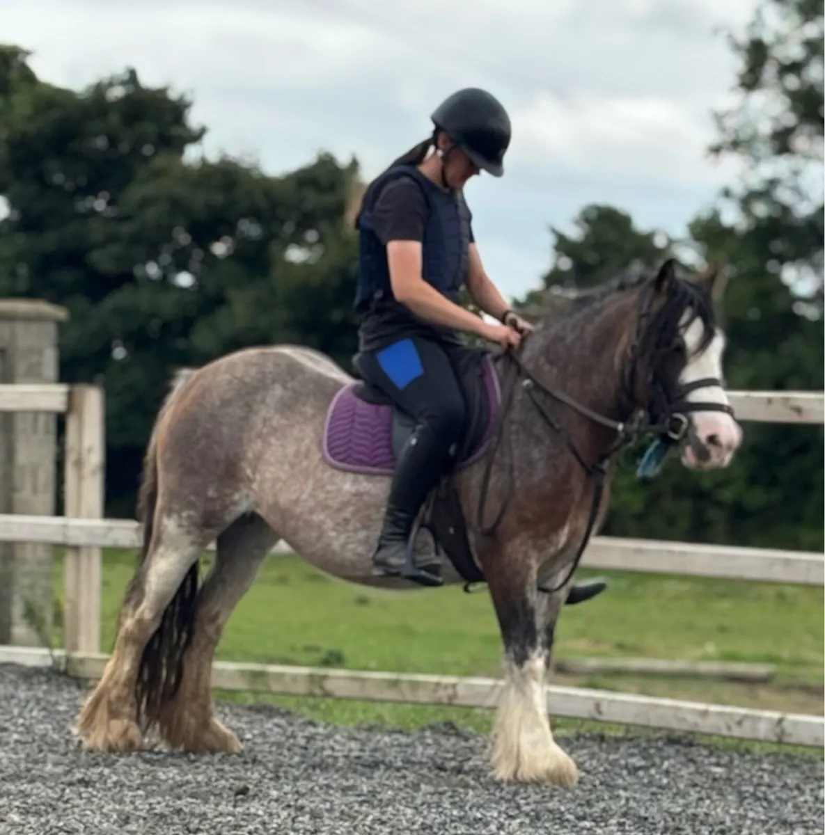Beautiful Blagdon Cob – 12.2hh, 4yo Mare - Image 3