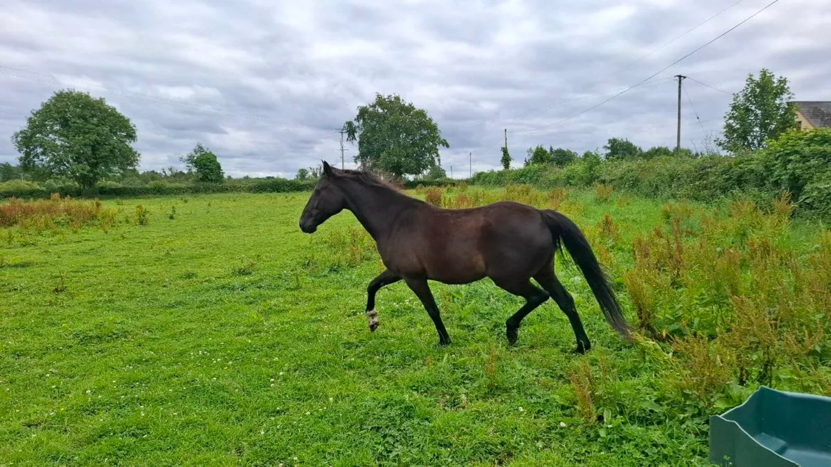4 yr old Broken and Ridden - Image 1