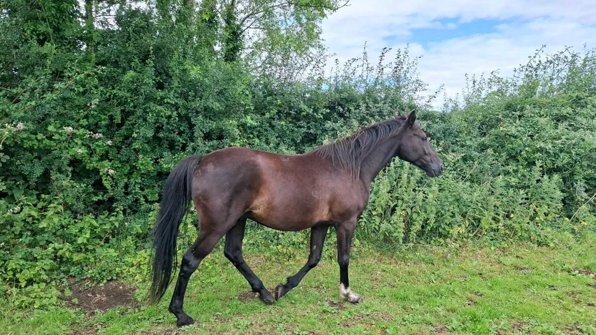 4 yr old Broken and Ridden - Image 2