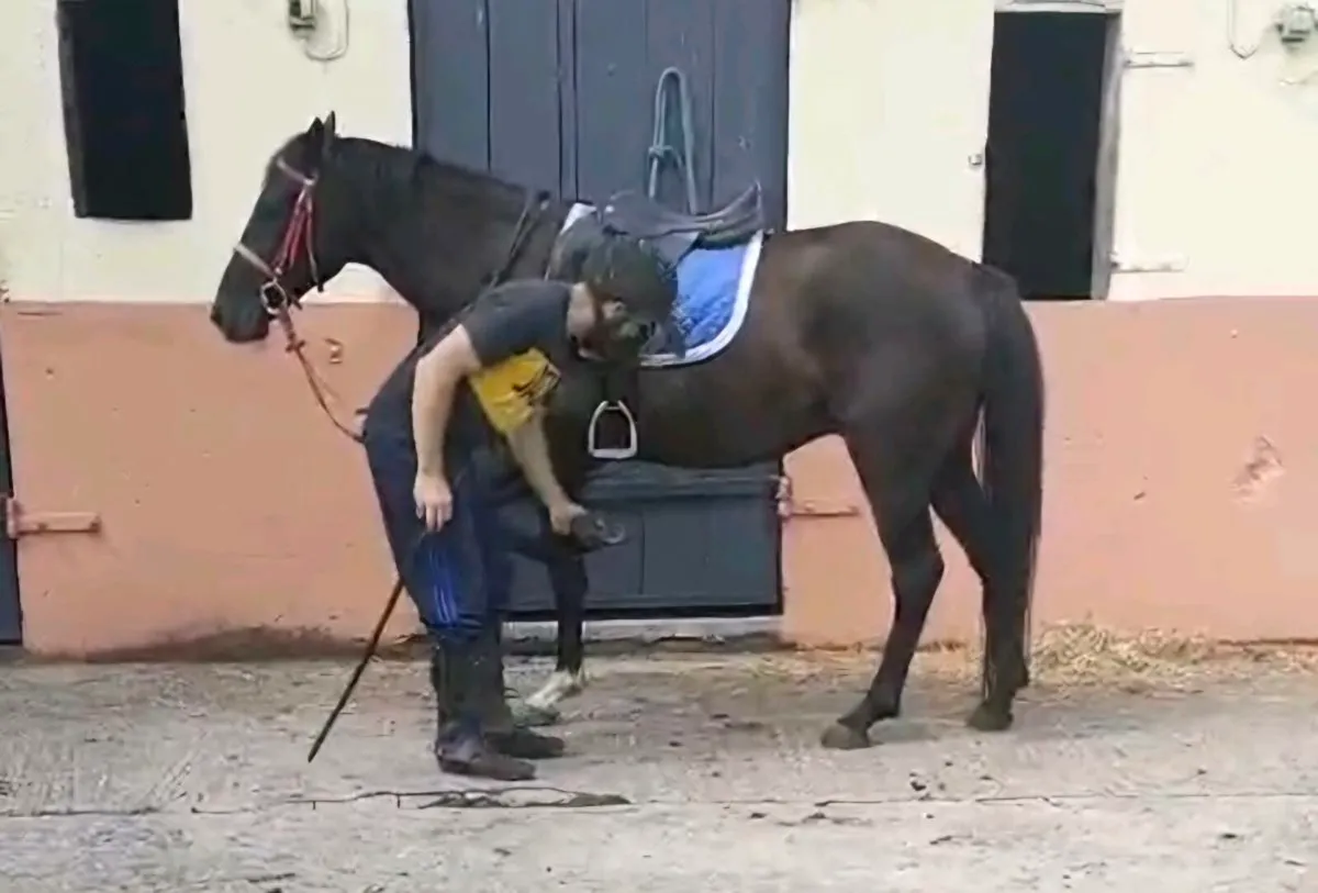 4 yr old Broken and Ridden - Image 3
