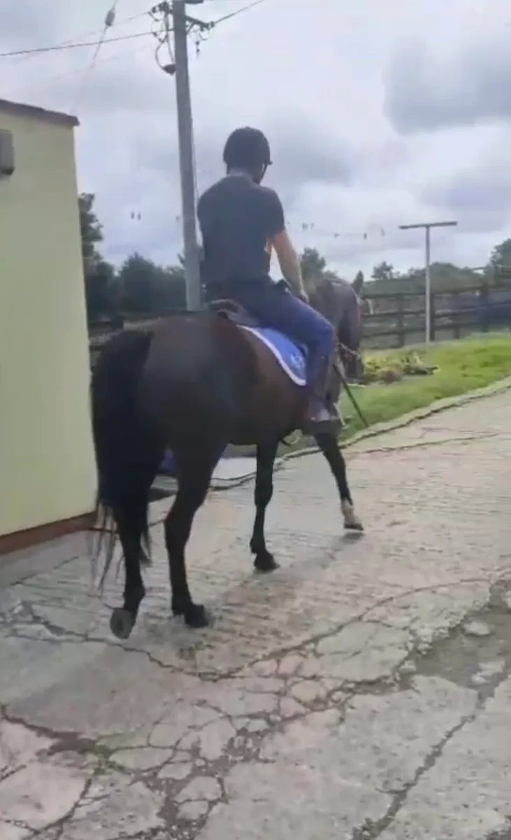 4 yr old Broken and Ridden - Image 4