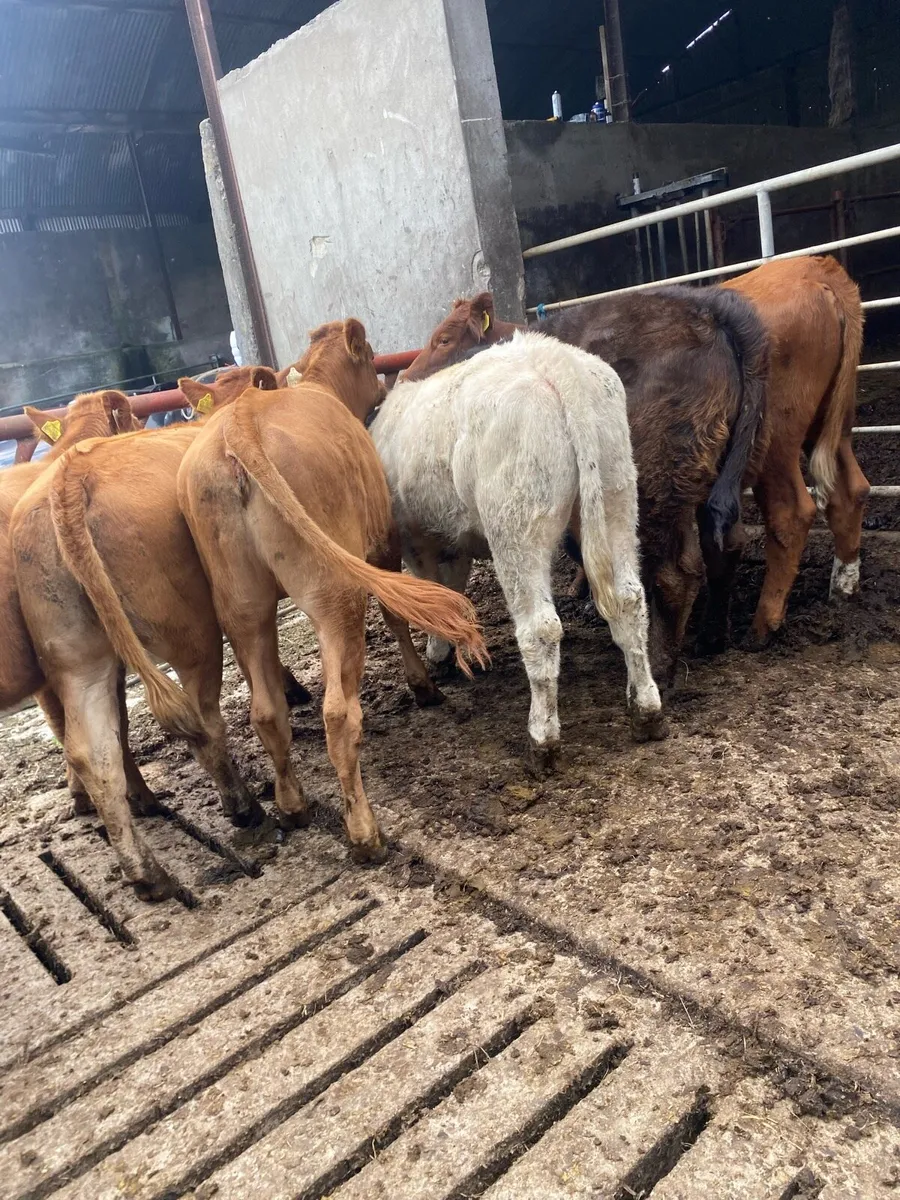 7 super CH and LM heifers - Image 1