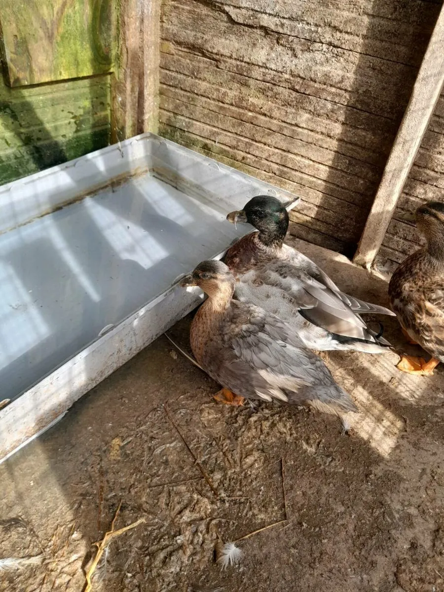 World show quality adult call ducks - Image 1