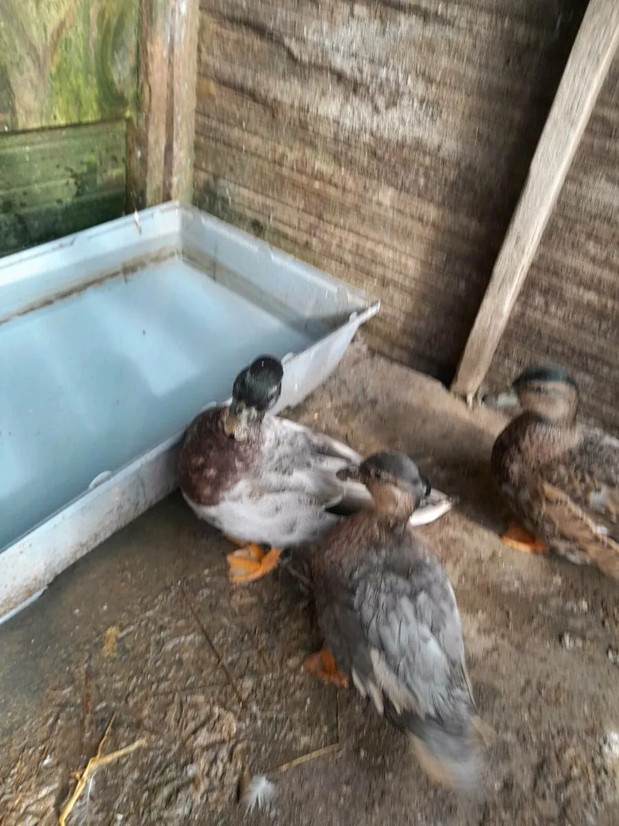 World show quality adult call ducks - Image 2