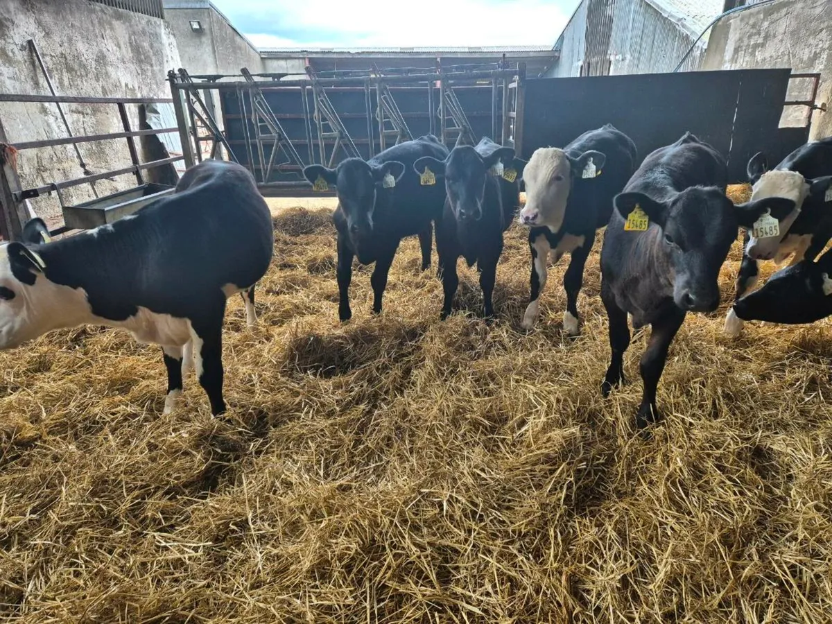 Reared calves - Image 2