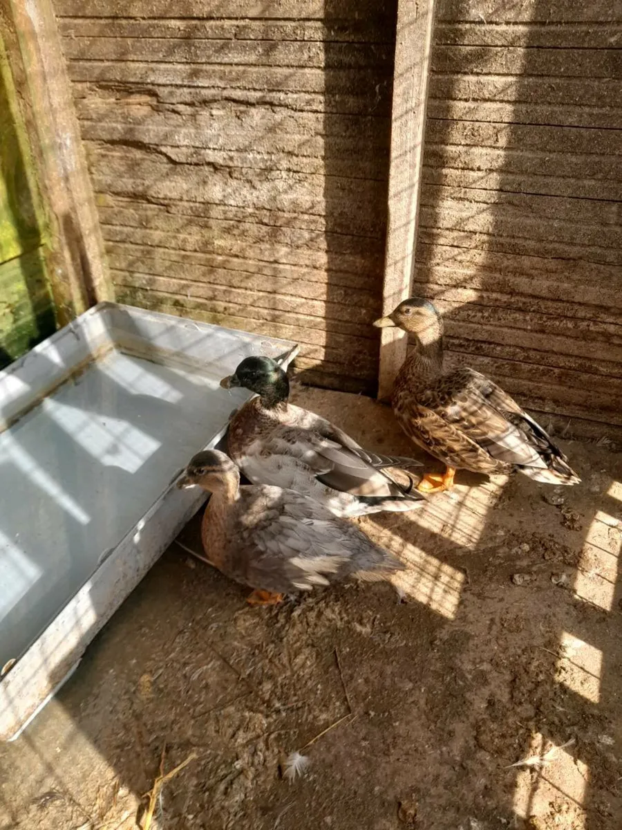 World show quality adult call ducks - Image 3