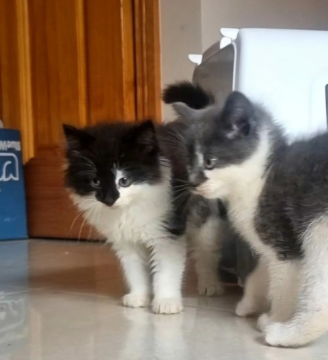 Kittens - Image 1