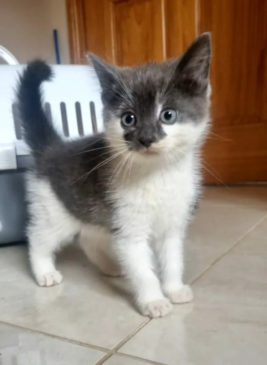 Kittens - Image 2
