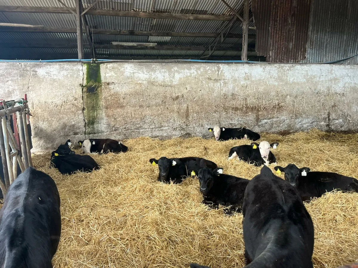 Reared calves - Image 1