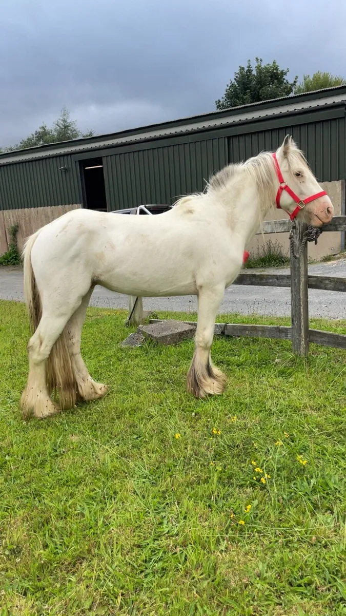☘️Irish cob ☘️ - Image 2