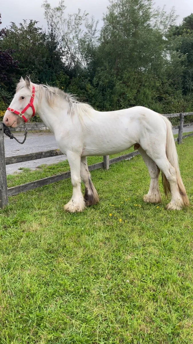 ☘️Irish cob ☘️ - Image 1