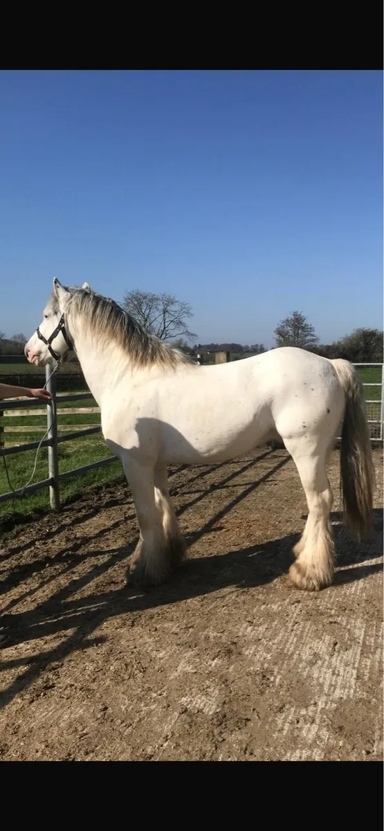 ☘️Irish cob ☘️ - Image 3