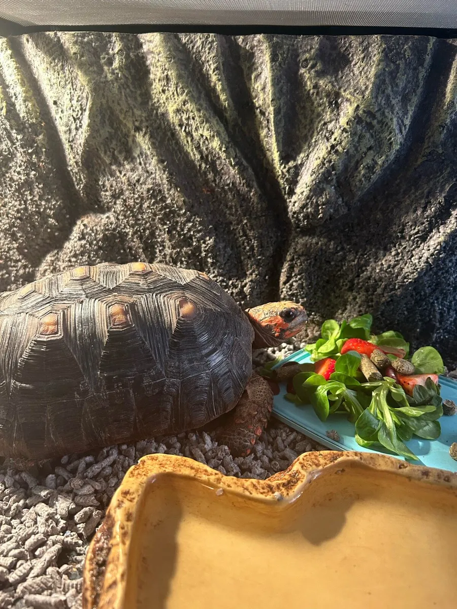 Red-footed Tortoise - Image 1