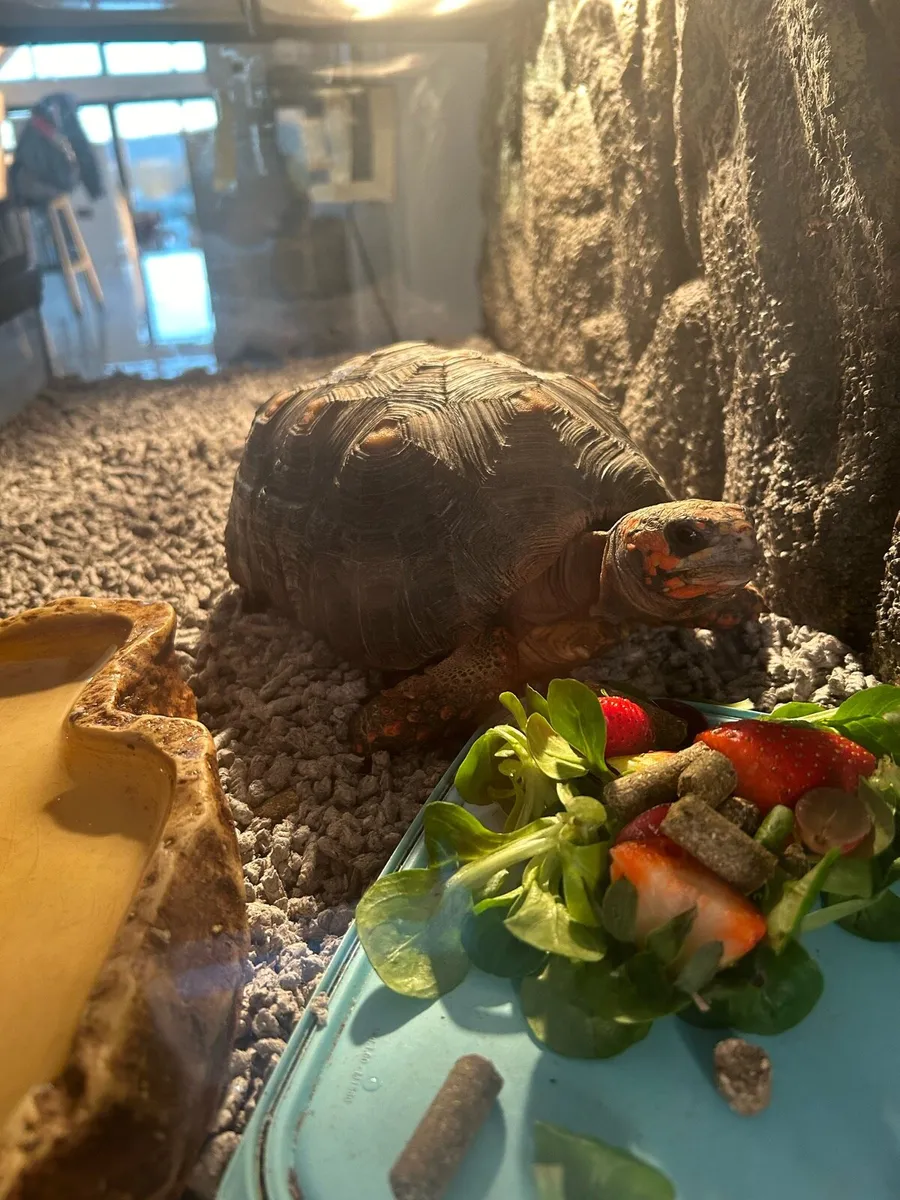 Red-footed Tortoise - Image 2