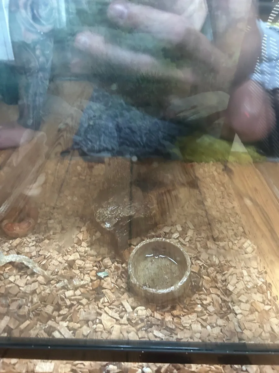 pets - Image 1