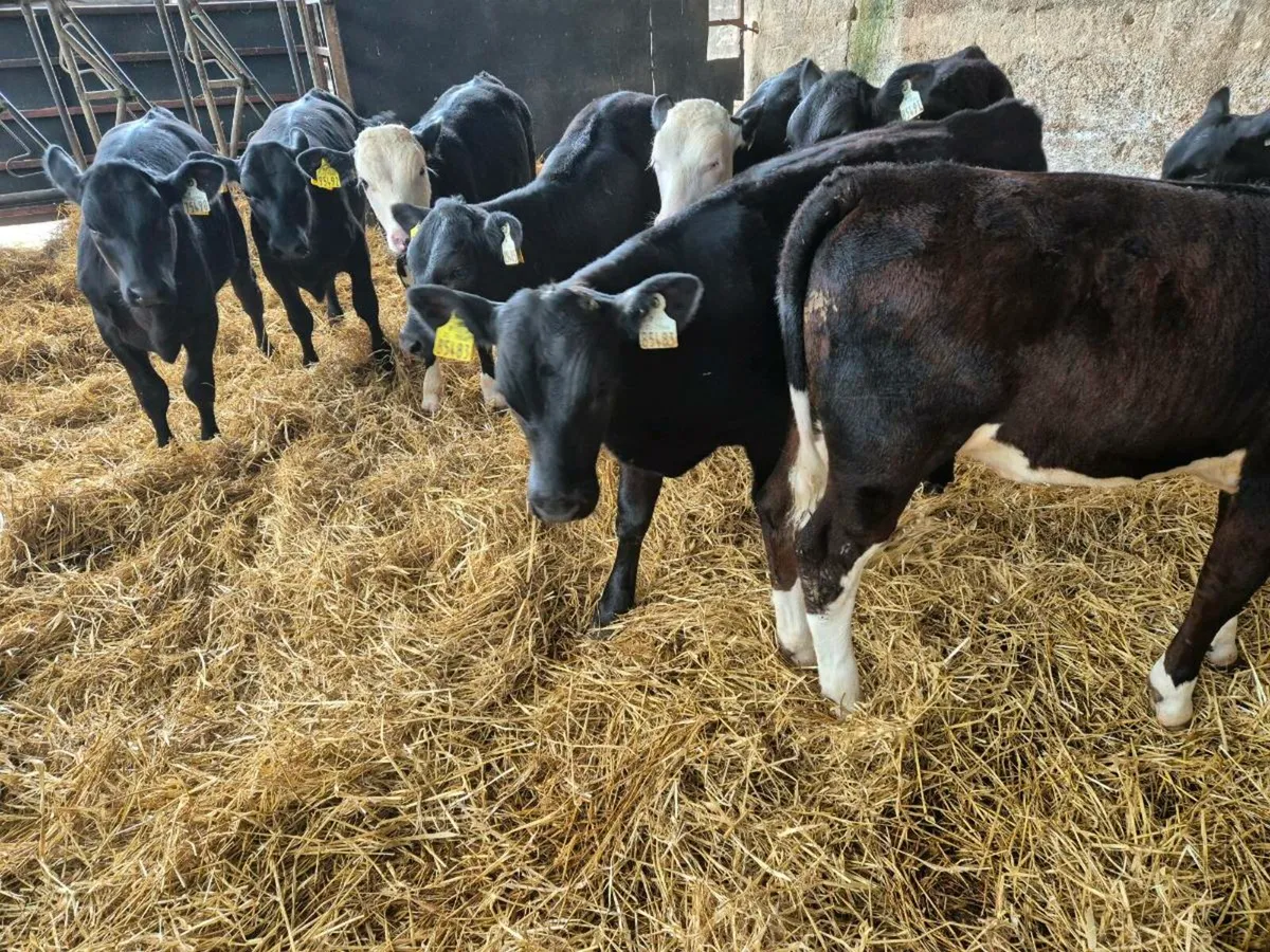 Reared calves - Image 3
