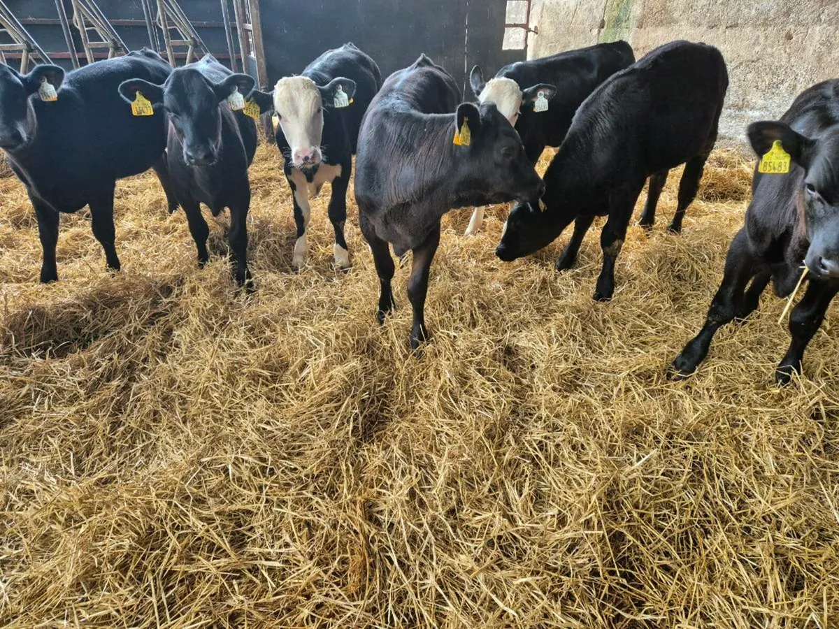 Reared calves - Image 4