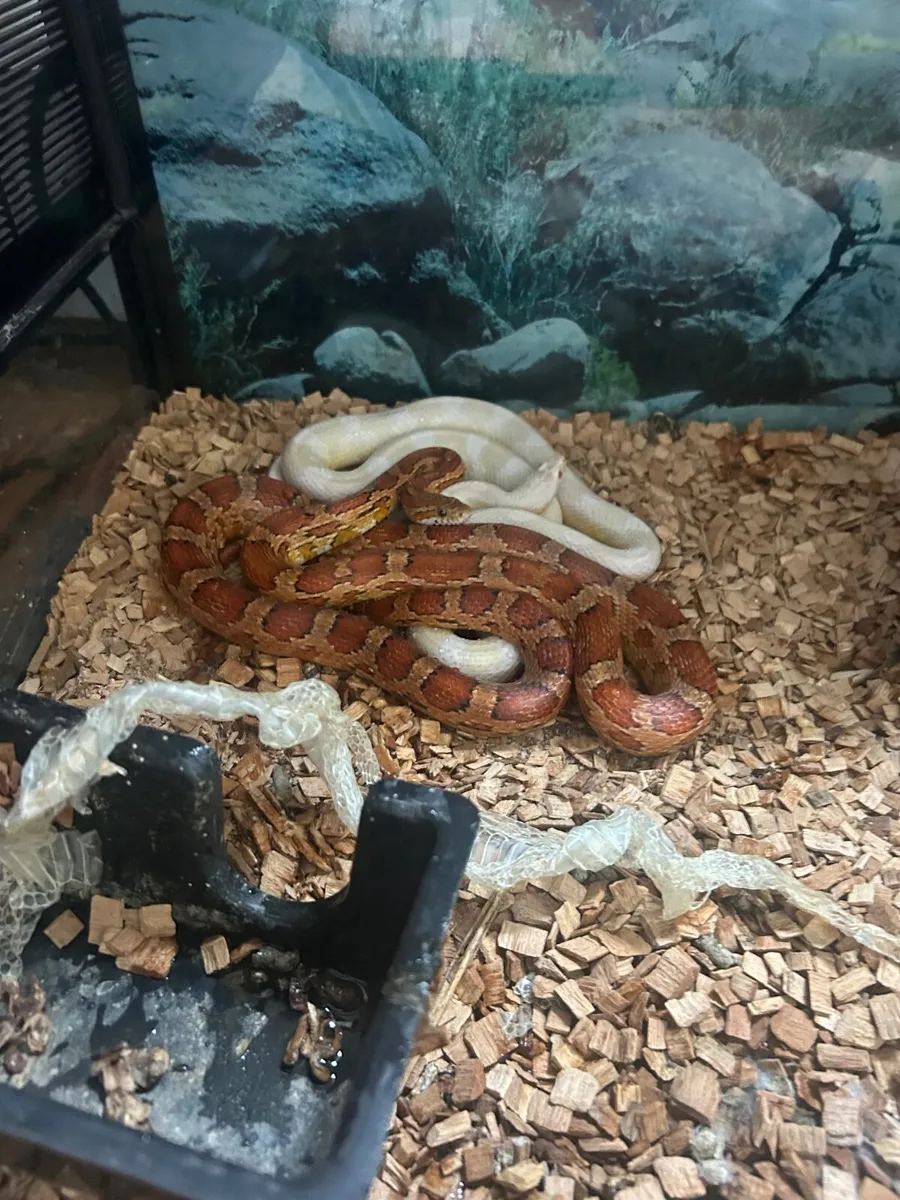 pets - Image 2