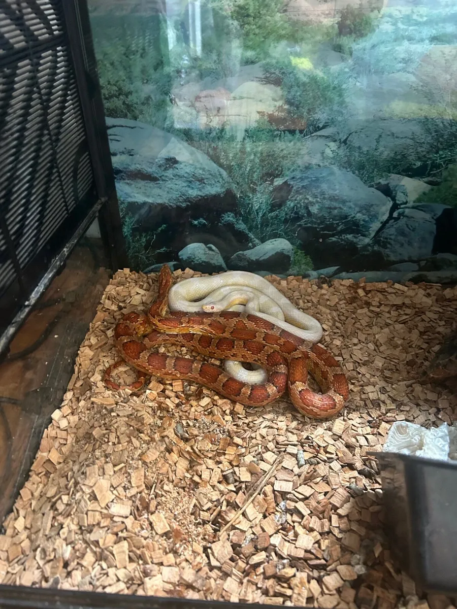 pets - Image 4
