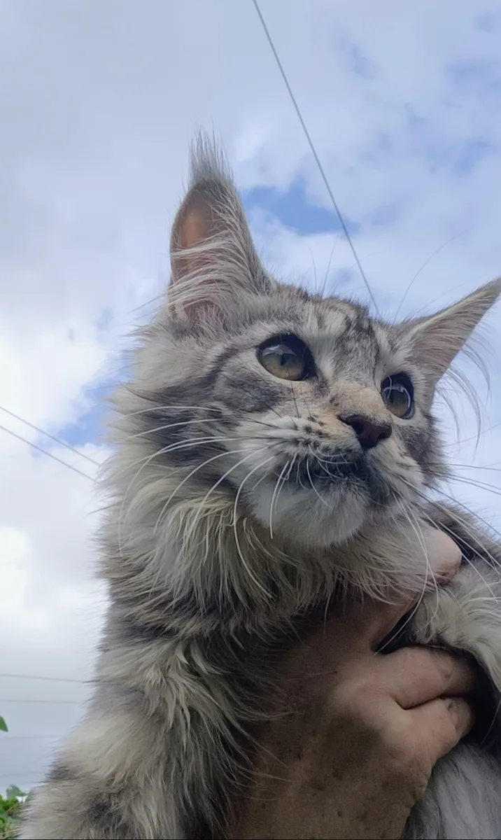 Maine Coon kitten - Image 3