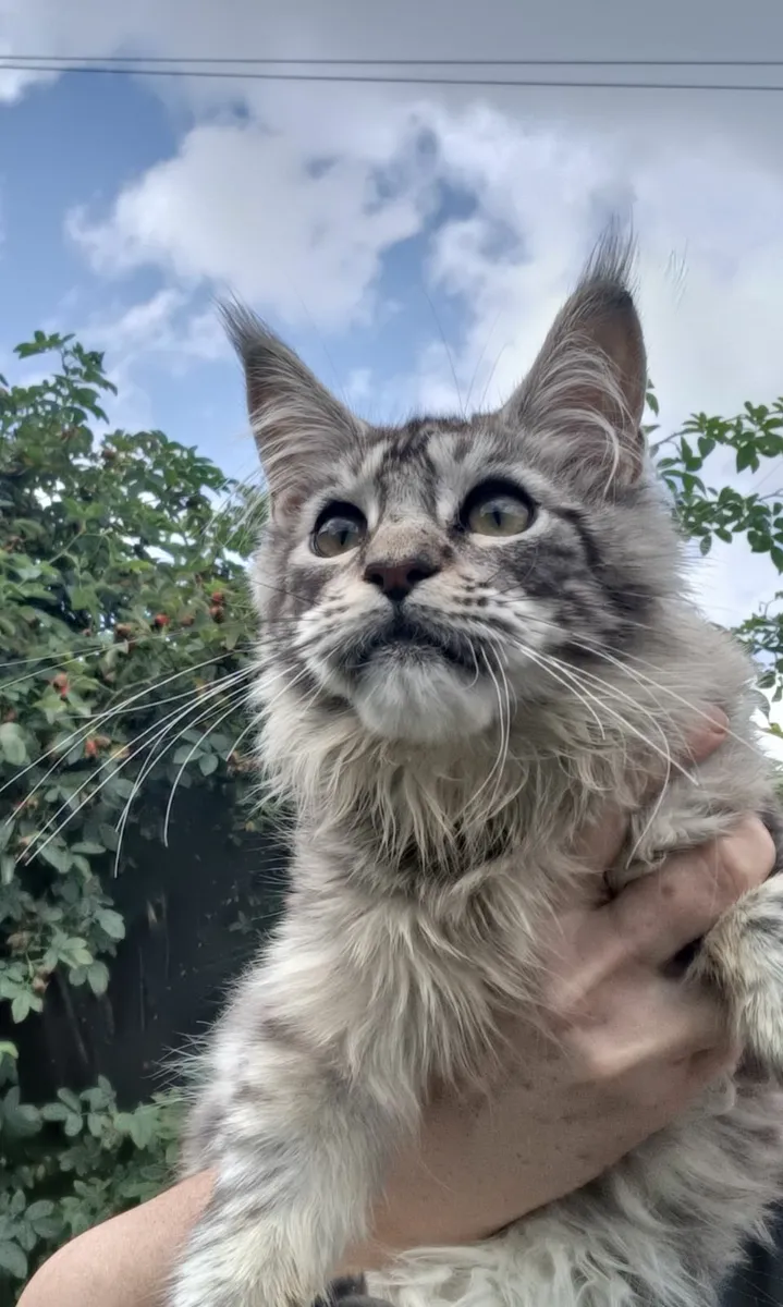 Maine Coon kitten - Image 4