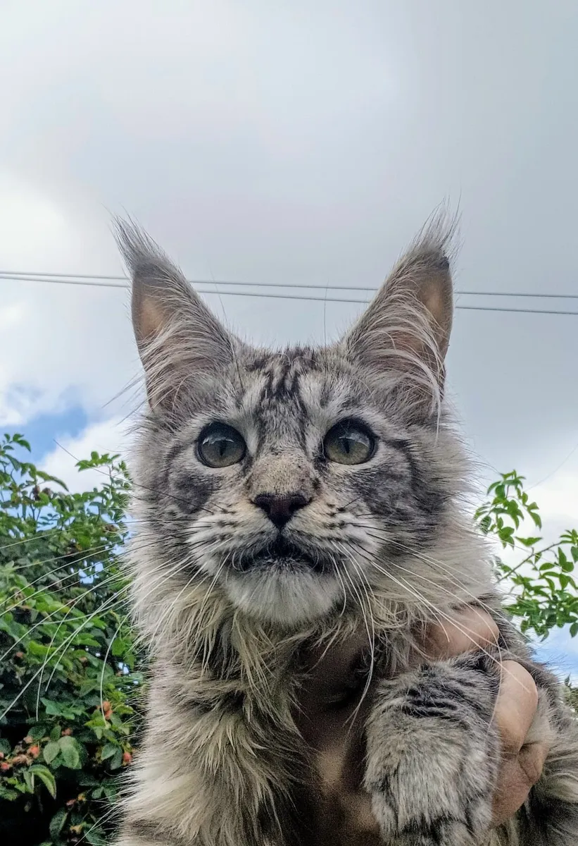 Maine Coon kitten - Image 2
