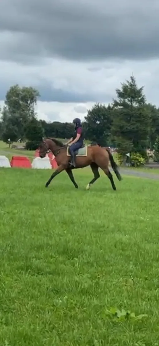 Nice little horse *video now attached. - Image 1