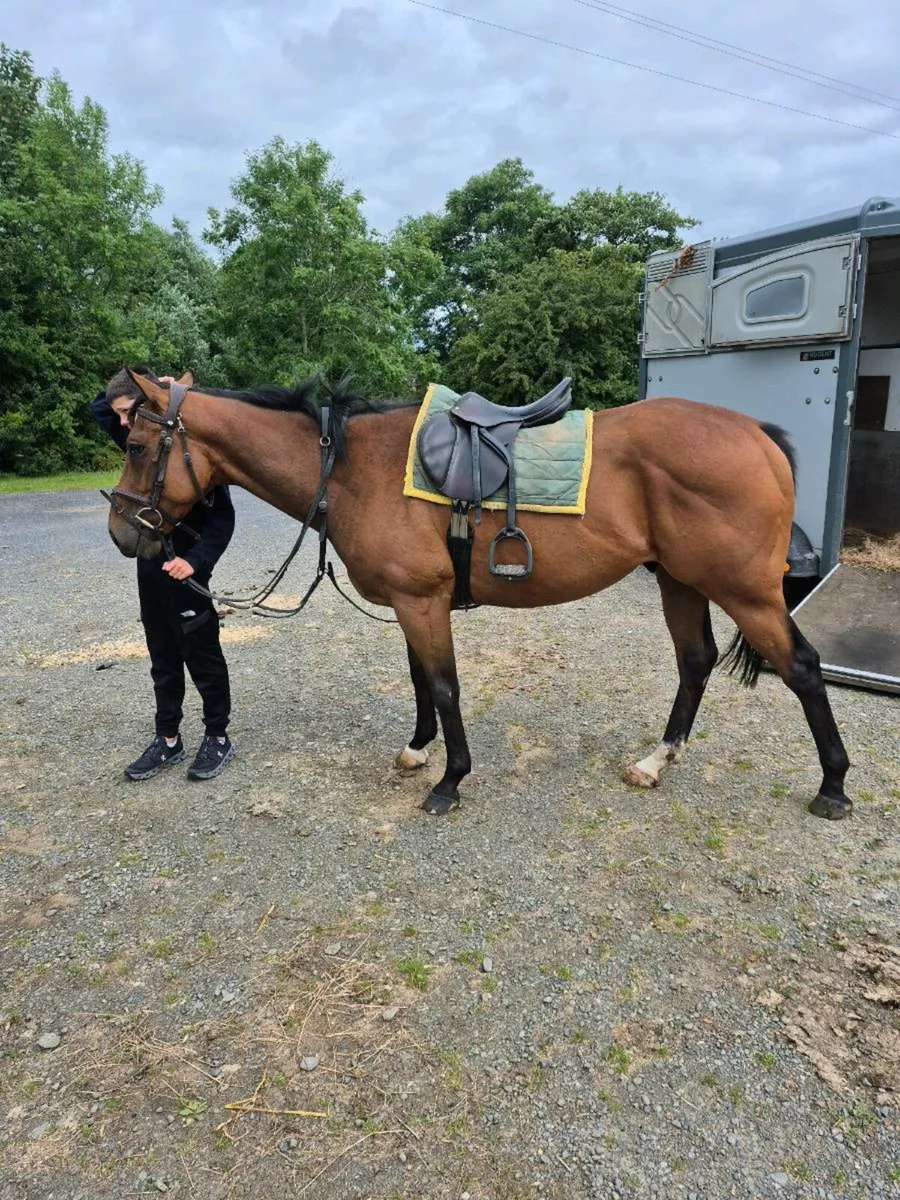 Nice little horse *video now attached. - Image 2