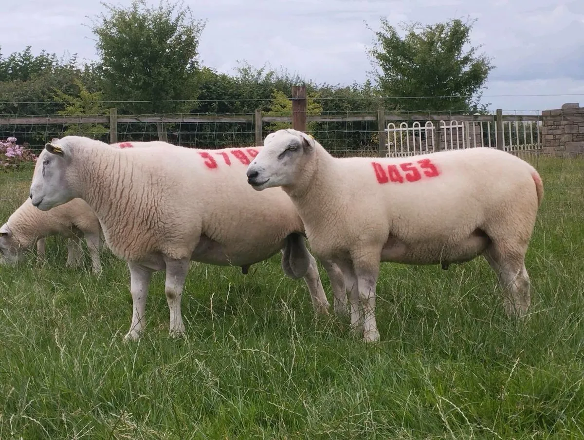 Ballydavis Belclare RAMS 🐏 - Image 1