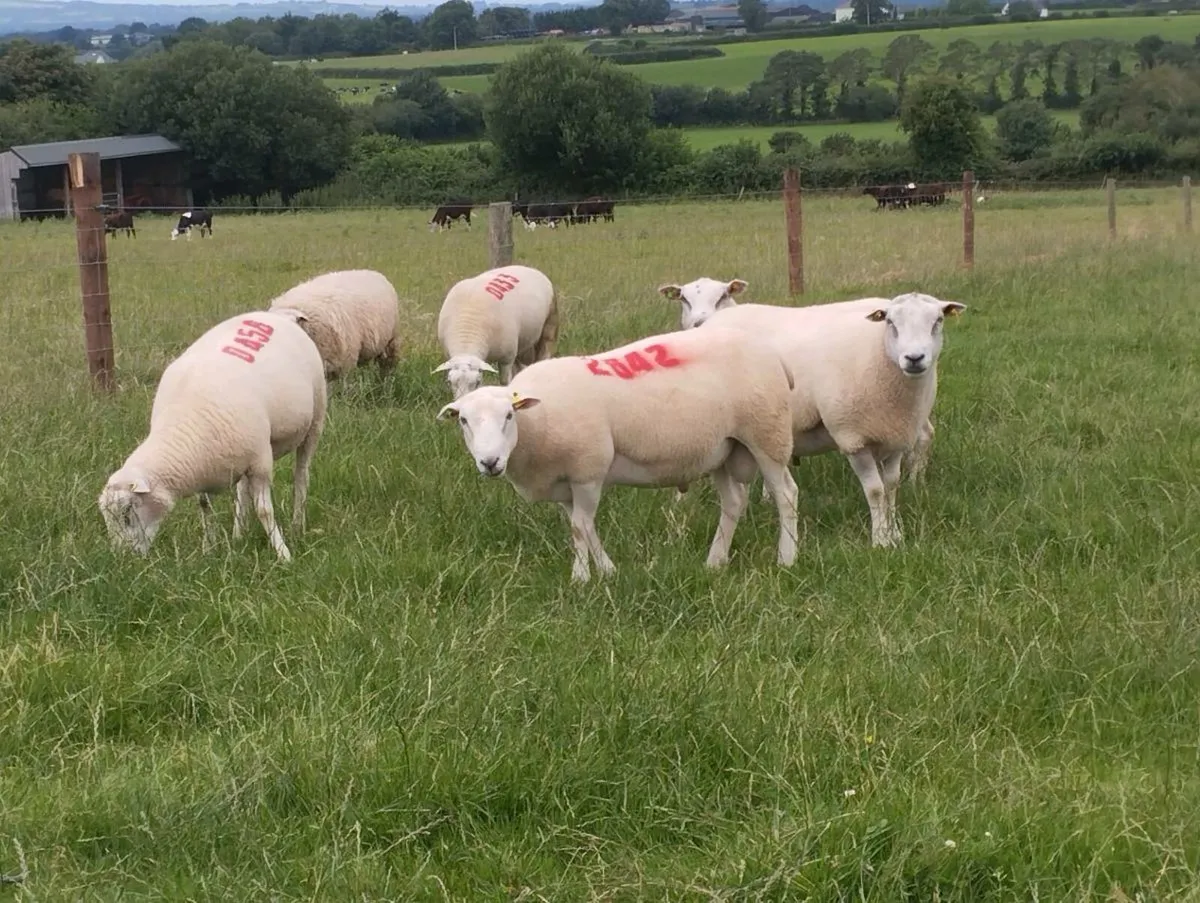 Ballydavis Belclare RAMS 🐏 - Image 2
