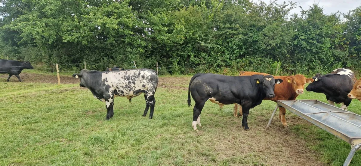 Weanlings Enniscorthy Mart Tuesday 5th August - Image 1