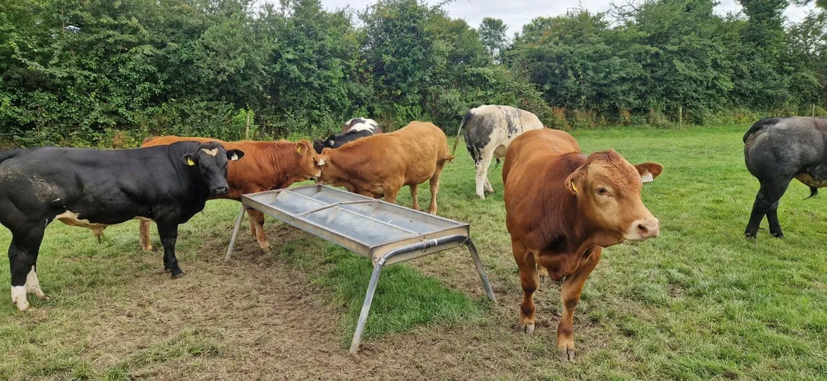 Weanlings Enniscorthy Mart Tuesday 5th August - Image 3
