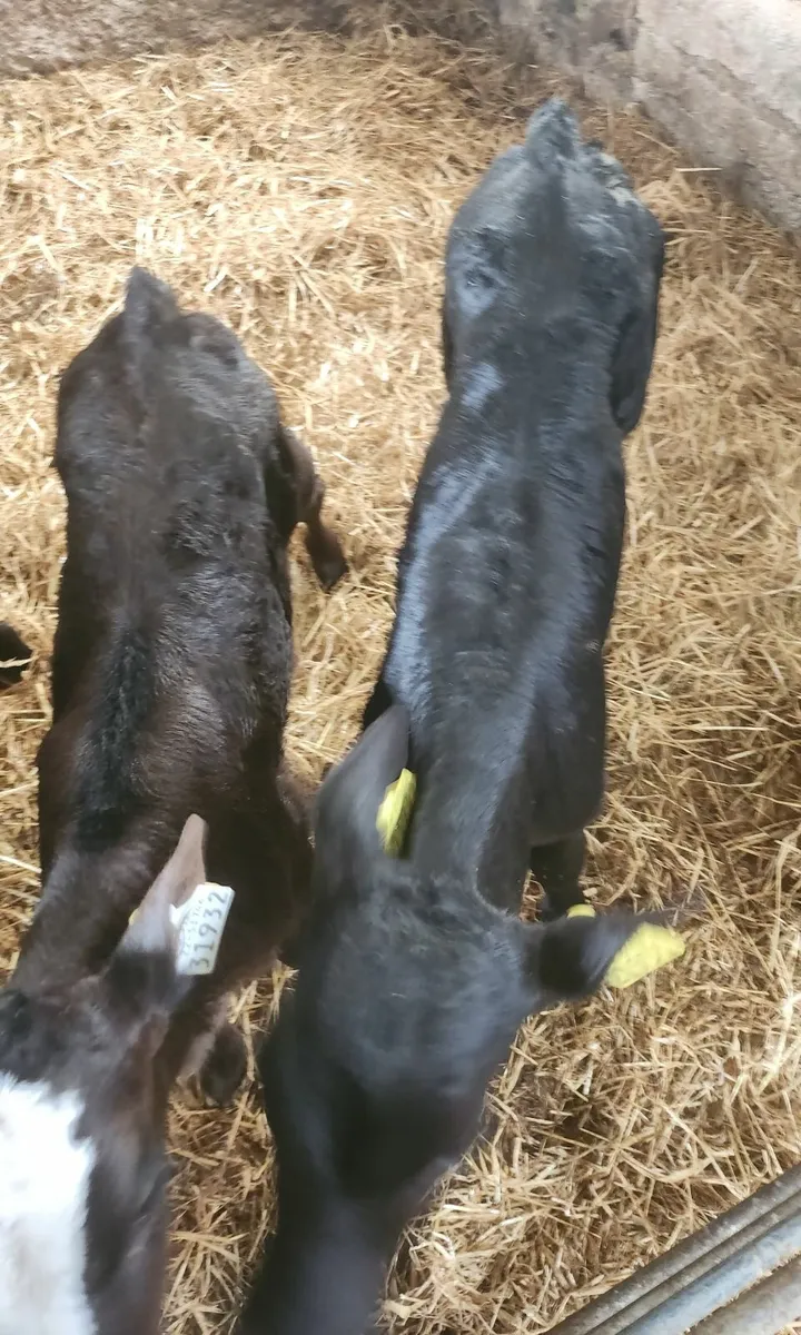 Calfs - Image 2