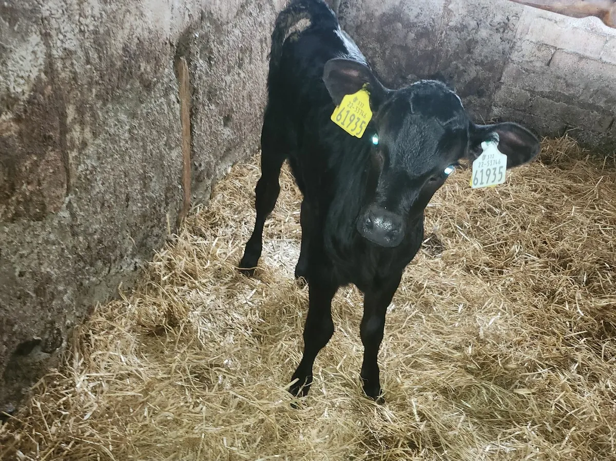 Calfs - Image 3
