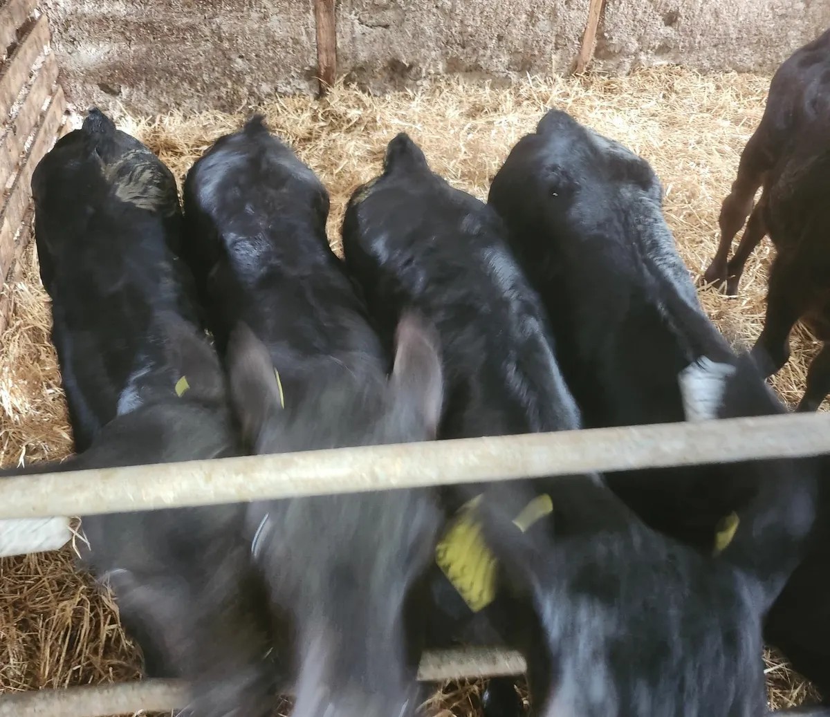 Calfs - Image 4