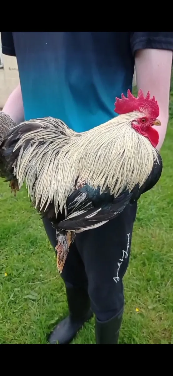 Pekin pairs - Image 2