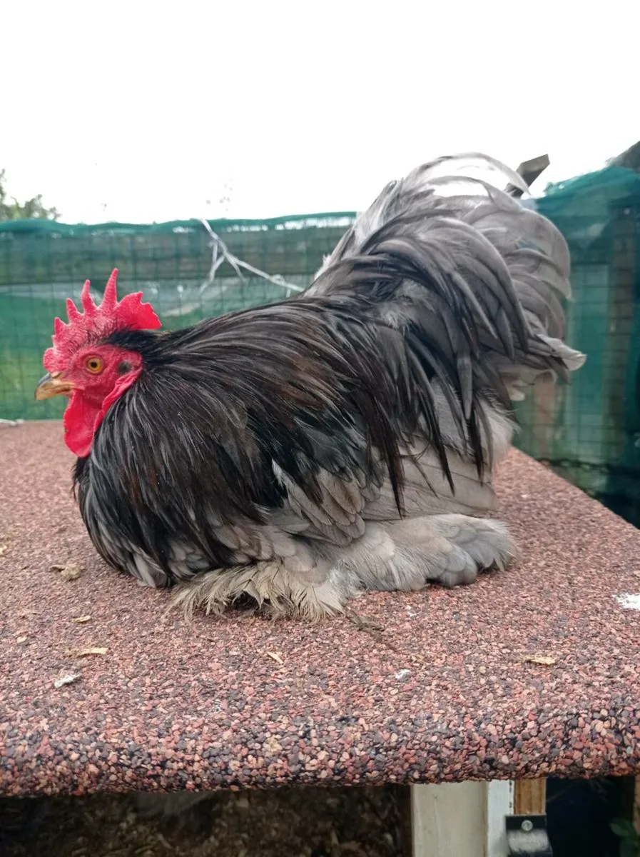 Pekin pairs - Image 3