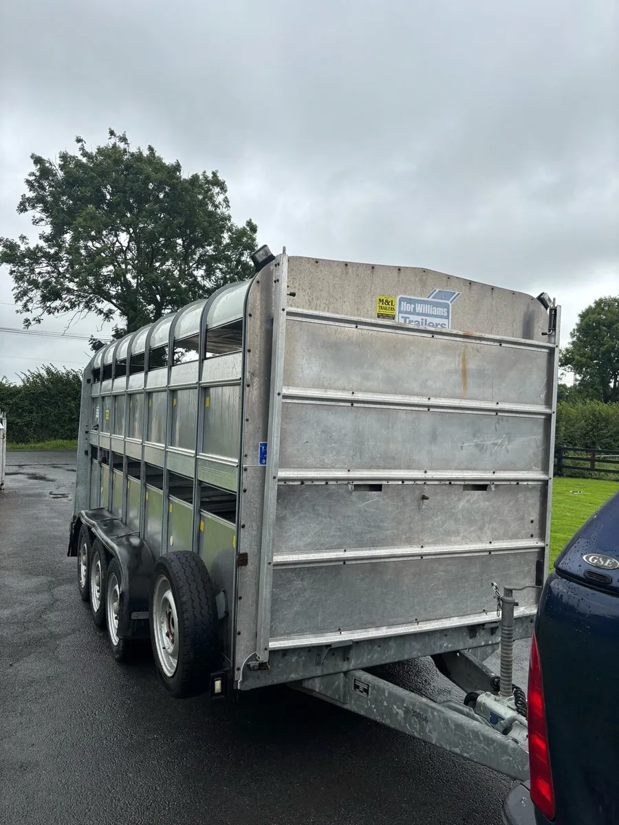 Triple axel Iforwilliams cattle trailer - Image 2